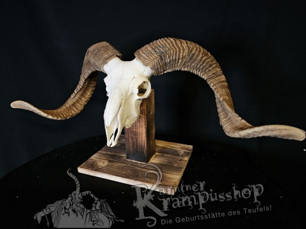 Hochland Widderhörner