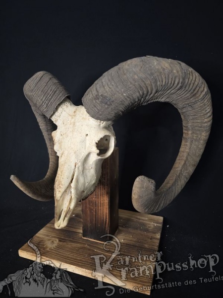 Mufflontrophäe