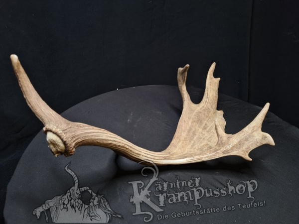 Einzelne Damhirschschaufel Gross