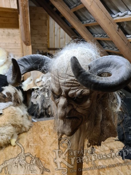 Widder Dunkel bis 40 cm