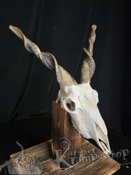 Zackelschaf Trophäe