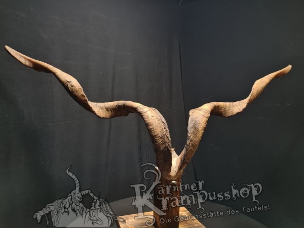 Ziegenbock mit Schädel aus der Region Apulien