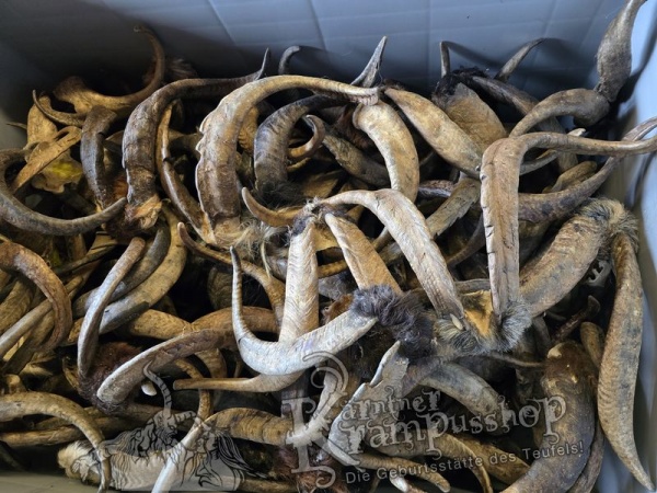 ANGEBOT Bockhörner mit Schädel Gemischt