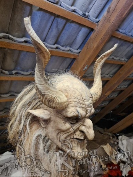 Afrikanische Widder mittlere Grösse