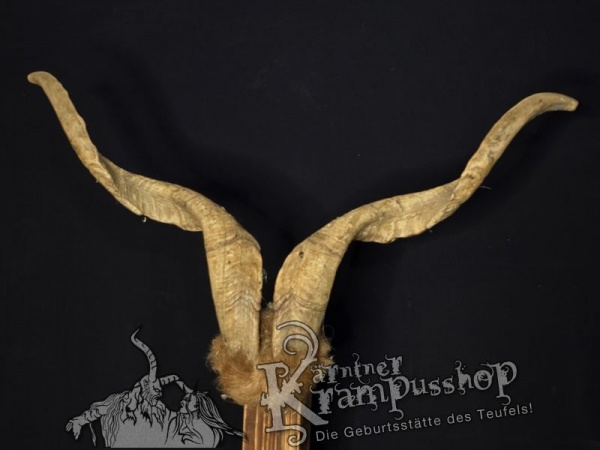 Ziegenbock mit Schädel aus der Region Apulien