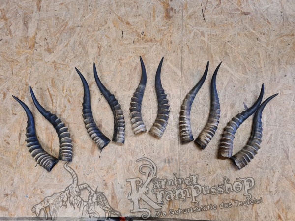 1 Paar Blessbockhörner Männlich