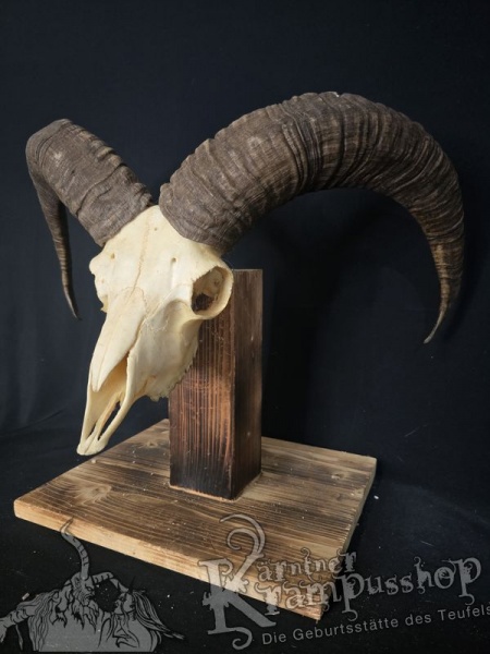 Mufflontrophäe