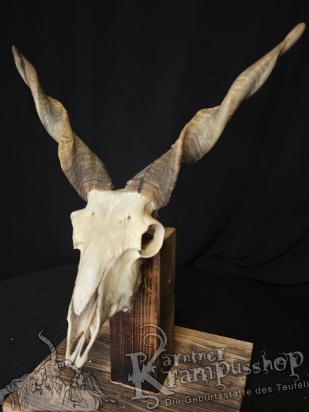Zackelschaf Trophäe