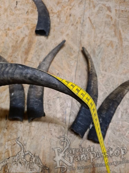 1 Paar Gaißhörner bis 35cm