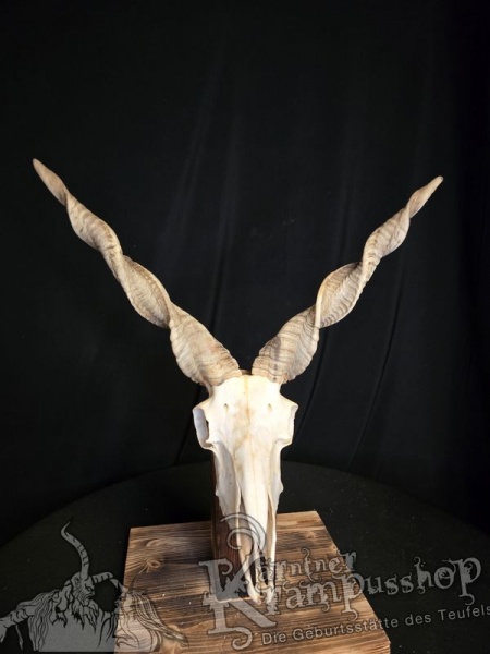 Zackelschaf Trophäe