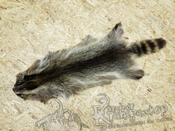 Waschbär Fell Natur