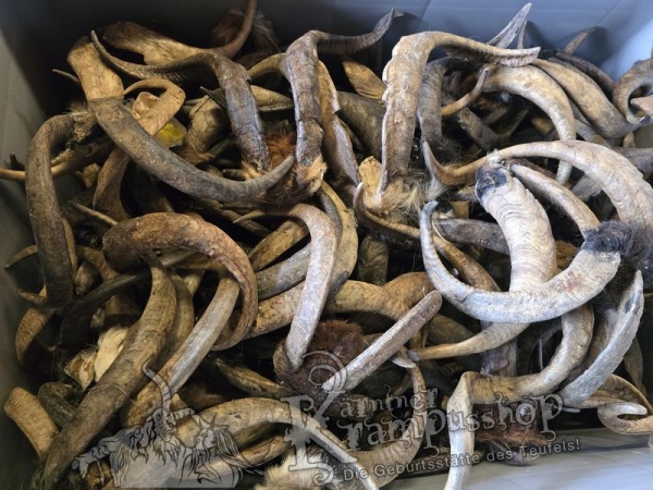 ANGEBOT Bockhörner mit Schädel Gemischt