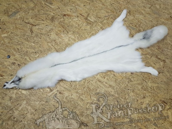 Polar Fuchs Weiss
