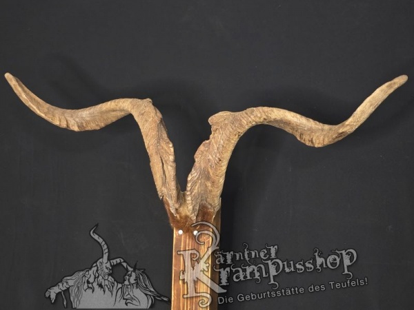 Ziegenbock mit Schädel aus der Region Apulien