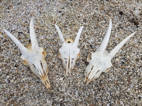Ziegenbock Schädelknochen
