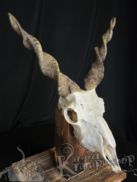 Zackelschaf Trophäe