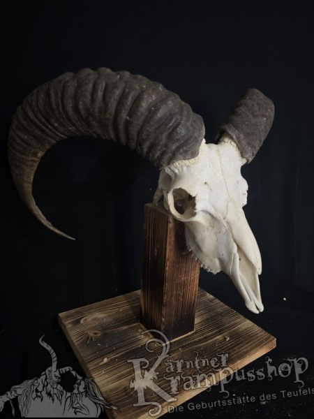 Mufflontrophäe