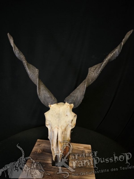 Zackelschaf Trophäe