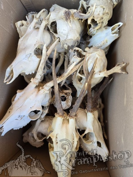 Reh Schädel mit Hörner Klein