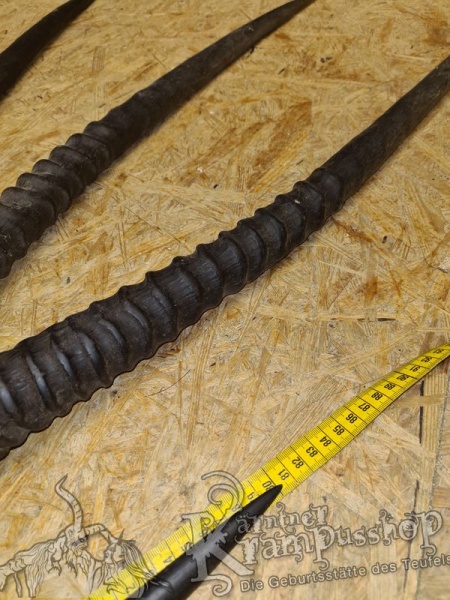 Orixantilope Paarweise