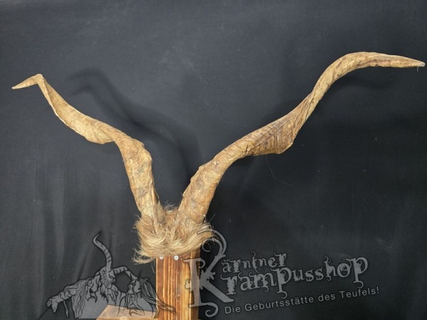 Ziegenbock mit Schädel aus der Region Apulien