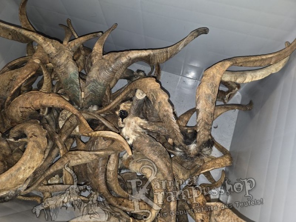 ANGEBOT Bockhörner mit Schädel Gemischt