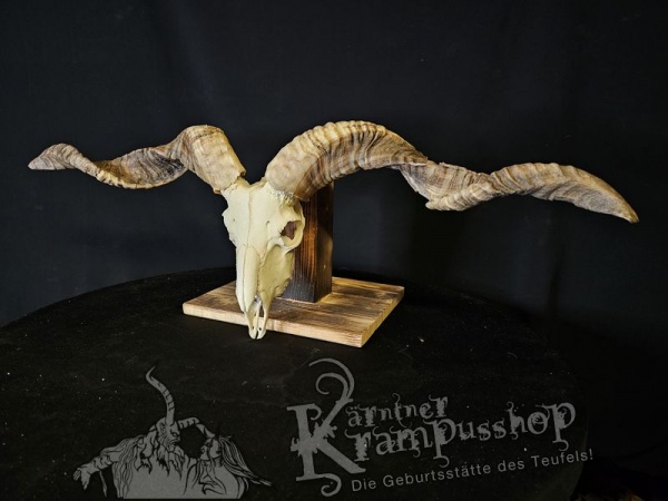 Hochland Widderhörner