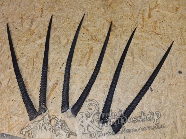 Orixantilope Paarweise