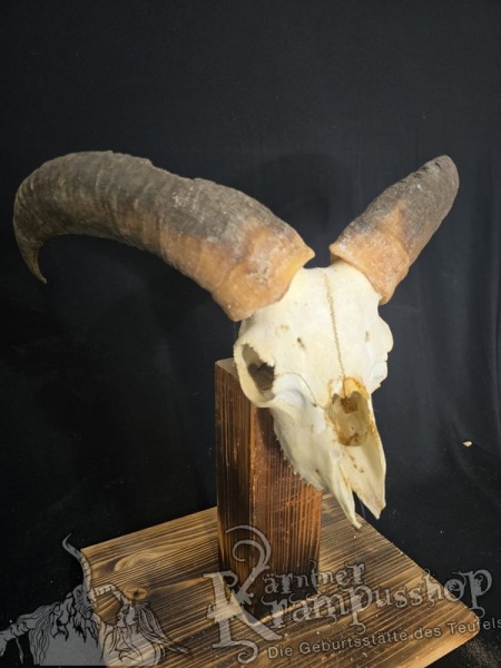 Mufflontrophäe