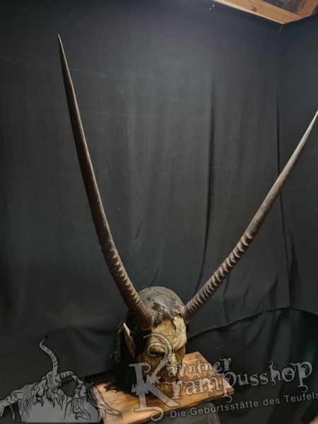 Hörner von der Orix Antilope