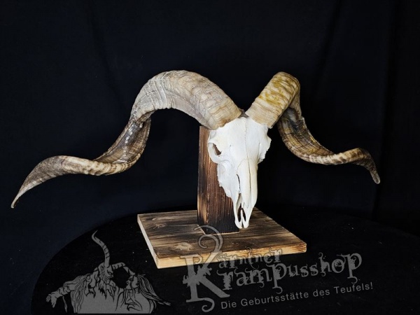 Hochland Widderhörner