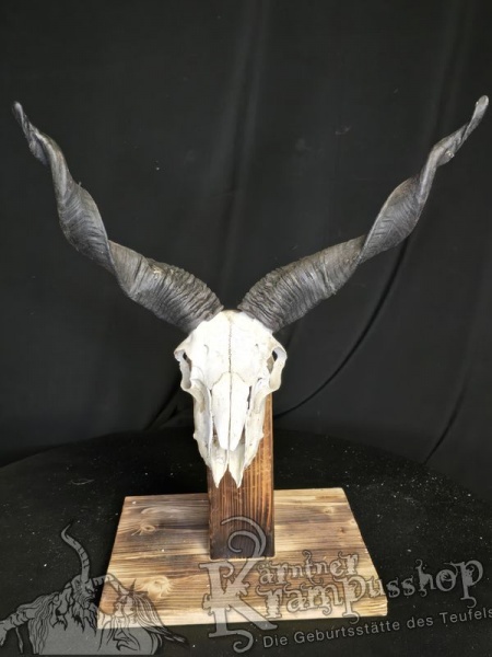 Zackelschaf Trophäe