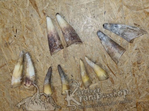 1 Paar Kuhhörner Klein