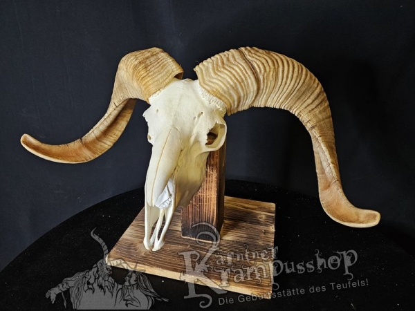 Hochland Widderhörner