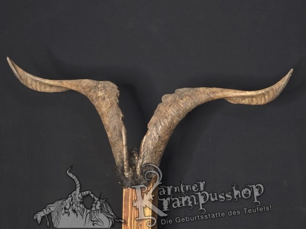 Ziegenbock mit Schädel aus der Region Apulien