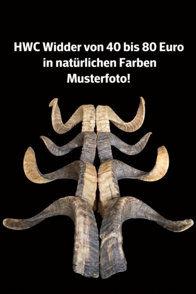Widder Leicht Eingedreht Gewachsen 80