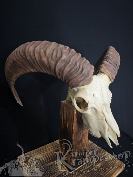 Mufflontrophäe