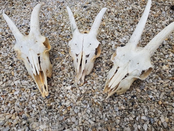 Ziegenbock Schädelknochen