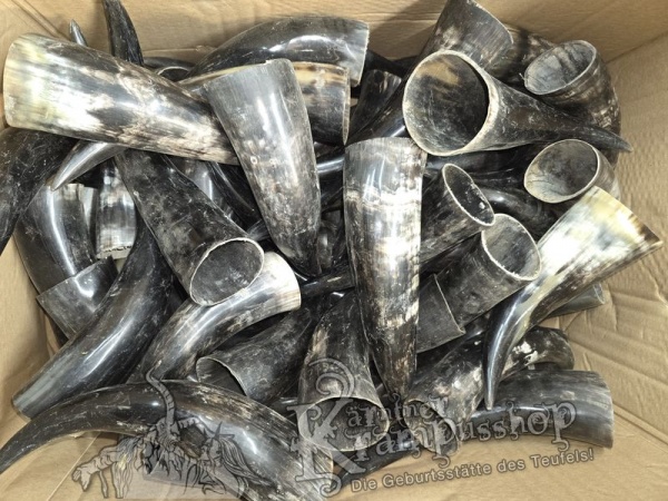 Polierte Kuhhörner Trinkhörner