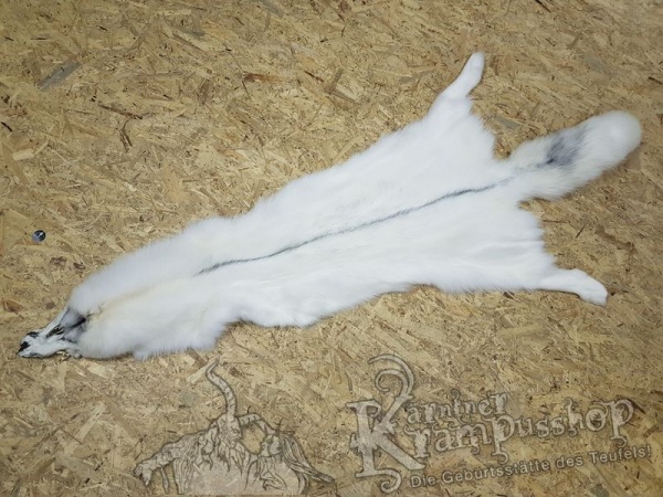 Polar Fuchs Weiss