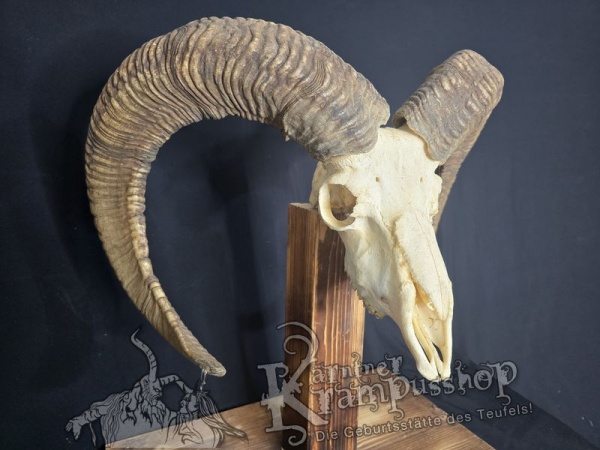 Mufflontrophäe