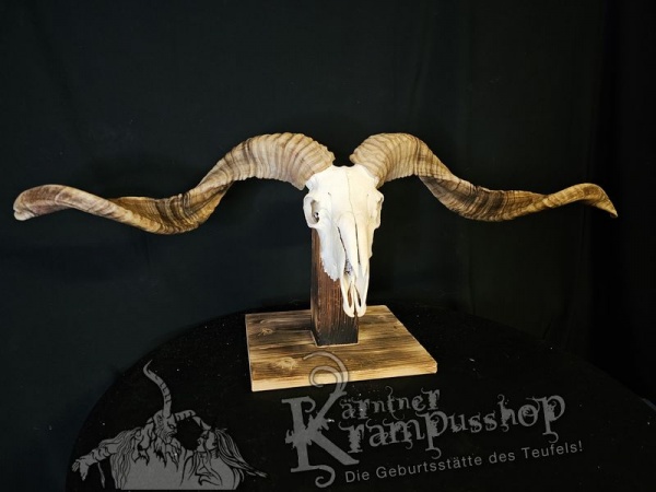 Hochland Widderhörner