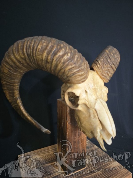 Mufflontrophäe