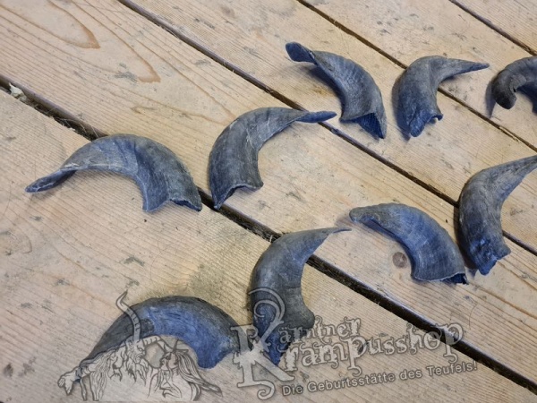 Heimische Widder Dunkel bis 20cm