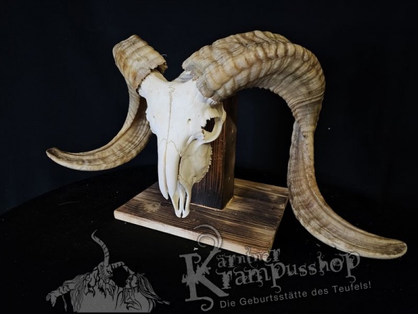 Hochland Widderhörner