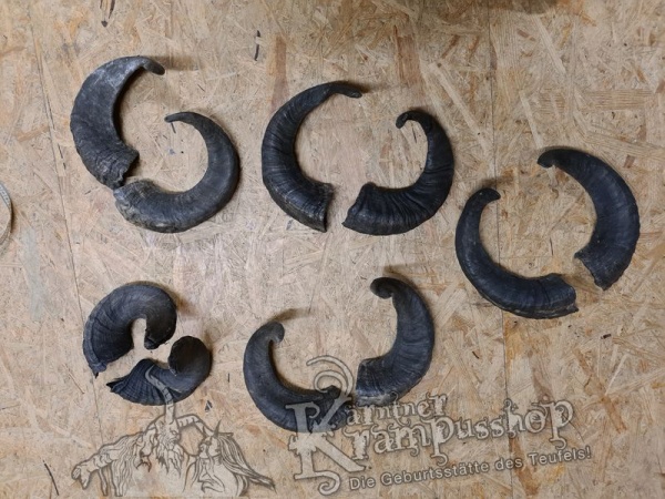 Widder Dunkel bis 40 cm