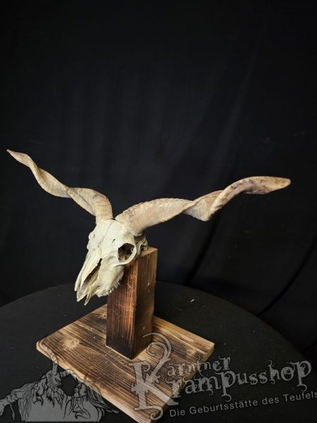 Zackelschaf Trophäe