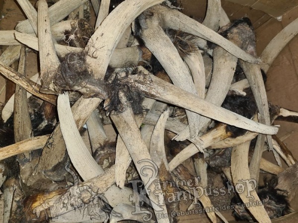 Ziegenbock Schädel Bastelknochen