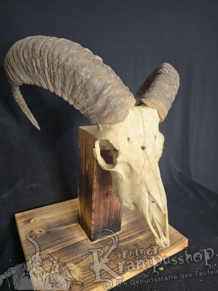 Mufflontrophäe