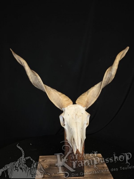 Zackelschaf Trophäe